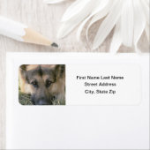 German Shepard (Insitu)