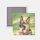 German Shepard Magnet (Vorderseite/Rückseite)