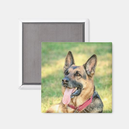 German Shepard Magnet (Vorderseite/Rückseite)