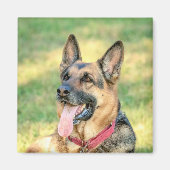 German Shepard Magnet (Vorne)