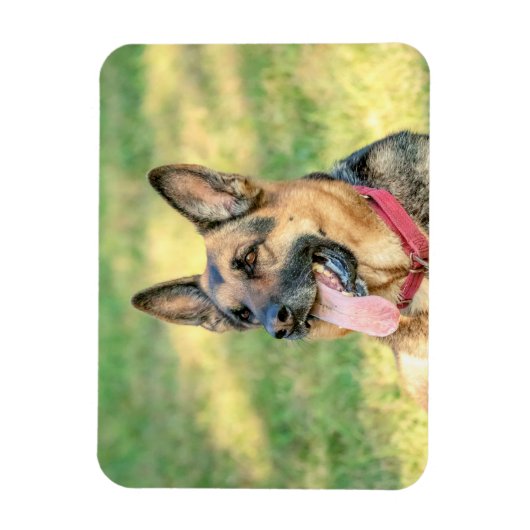 German Shepard Magnet (Vertikal)