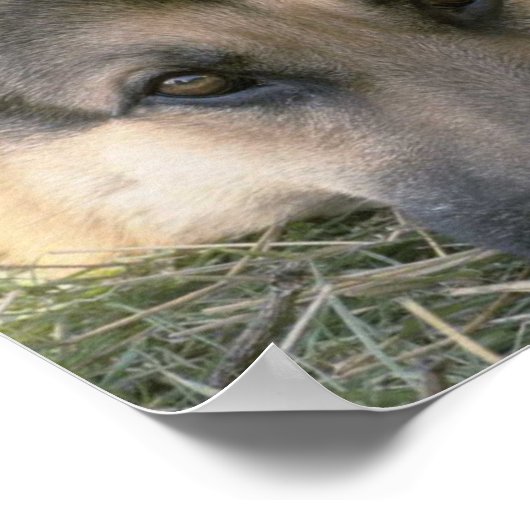 German Shepard Poster (Ecke)