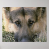 German Shepard Poster (Vorne)