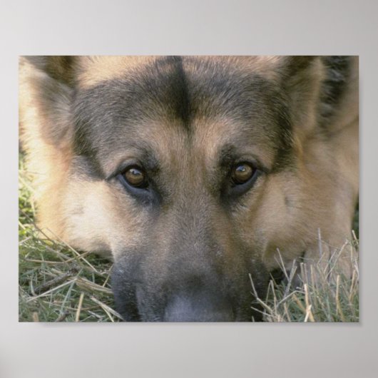 German Shepard Poster (Vorne)