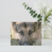 German Shepard Postkarte (Stehend Vorderseite)