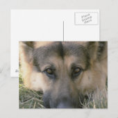 German Shepard Postkarte (Vorne/Hinten)