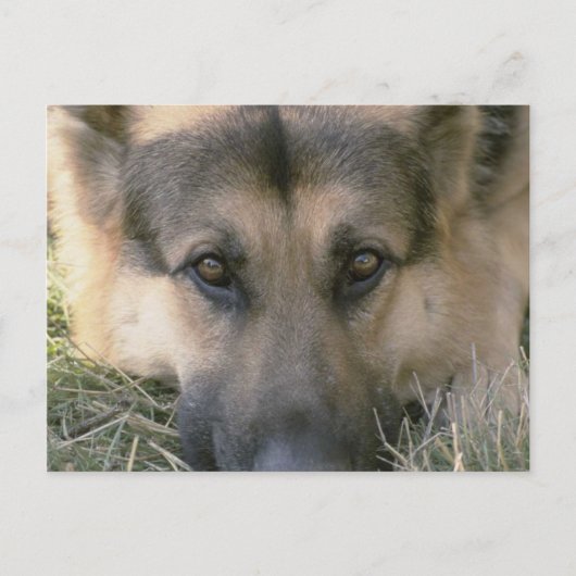German Shepard Postkarte (Vorderseite)
