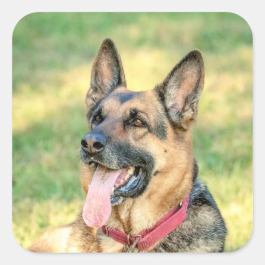German Shepard Quadratischer Aufkleber (Vorderseite)