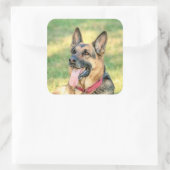 German Shepard Quadratischer Aufkleber (Tasche)