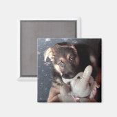 German Shephard Puppy Magnet (Vorderseite/Rückseite)