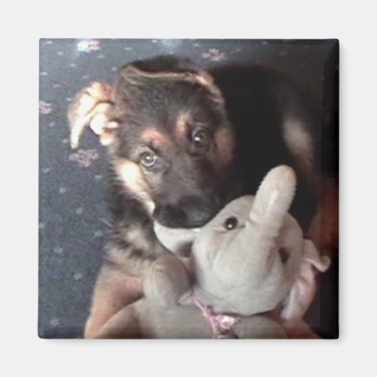 German Shephard Puppy Magnet (Vorne)