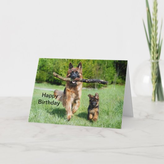 German Shepherd Birthday Karte (Vorderseite)