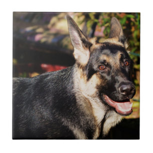 German Shepherd by Shirley Taylor Fliese