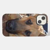 German Shepherd Cat Nickerchen, iPhone 13 Fall Hülle (Rückseite (Horizontal))