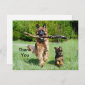 German Shepherd Danke, Postcard Postkarte (Vorne/Hinten)