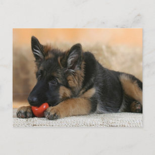 German Shepherd Dog Design Postkarte
