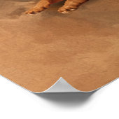 German Shepherd Dog - puppy, young, adult Poster (Ecke)