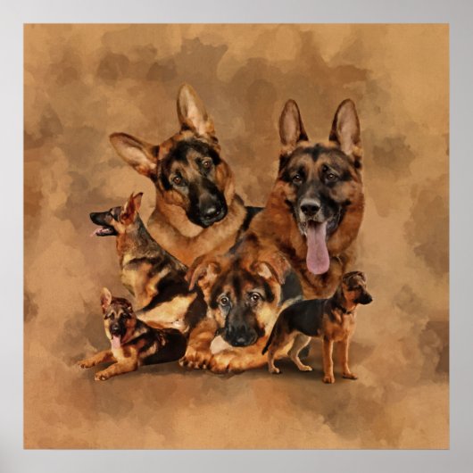 German Shepherd Dog - puppy, young, adult Poster (Vorne)