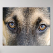 German Shepherd Eyes Poster (Vorne)
