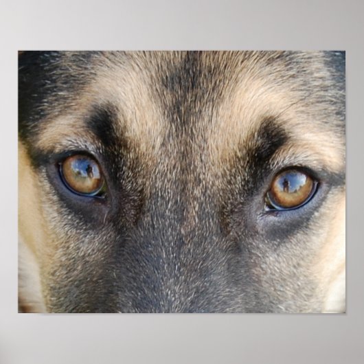 German Shepherd Eyes Poster (Vorne)