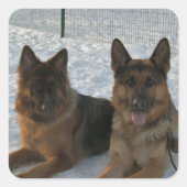 German Shepherd Group In Snow Quadratischer Aufkleber (Vorderseite)