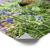 German Shepherd Laying Down Poster (Ecke)