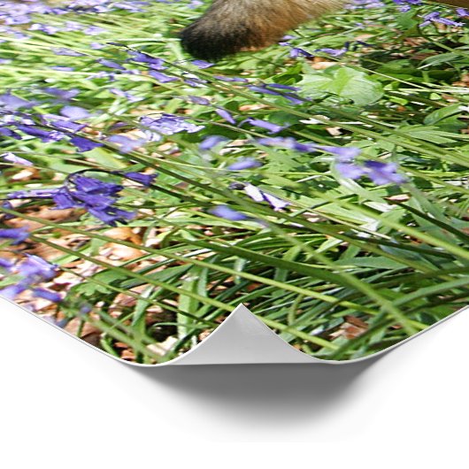 German Shepherd Laying Down Poster (Ecke)