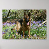 German Shepherd Laying Down Poster (Vorne)