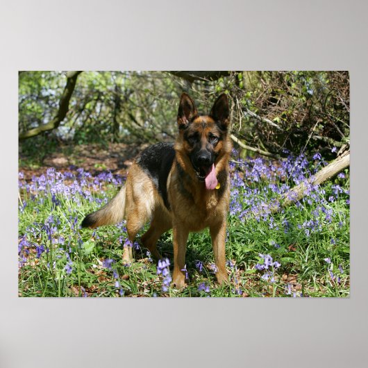 German Shepherd Laying Down Poster (Vorne)