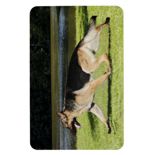 German Shepherd Magnet (Vertikal)