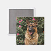 German Shepherd Magnet (Vorderseite/Rückseite)