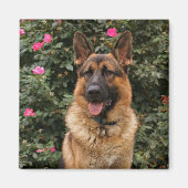 German Shepherd Magnet (Vorne)