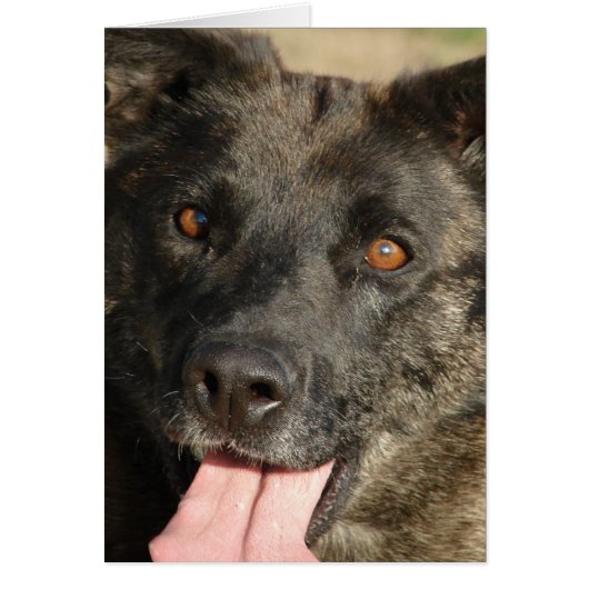 German Shepherd Mix Jedes Anlasses (Vorne)