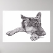 German Shepherd Poster (Vorne)