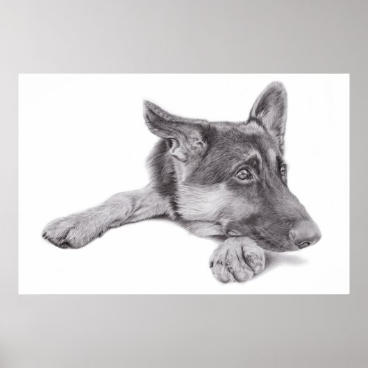 German Shepherd Poster (Vorne)