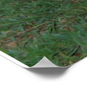 German Shepherd Poster (Ecke)