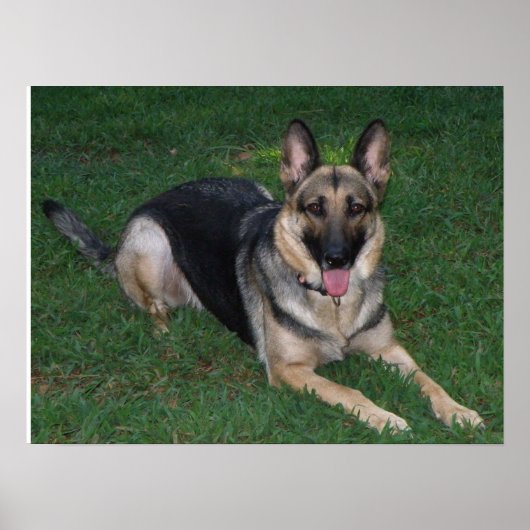 German Shepherd Poster (Vorne)