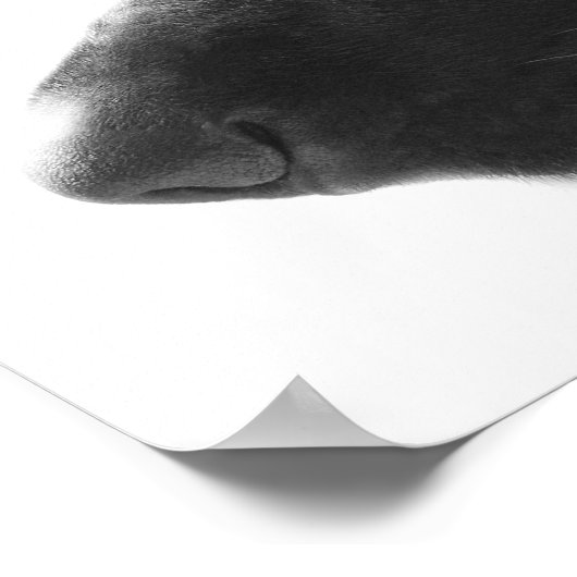 German Shepherd Poster (Ecke)