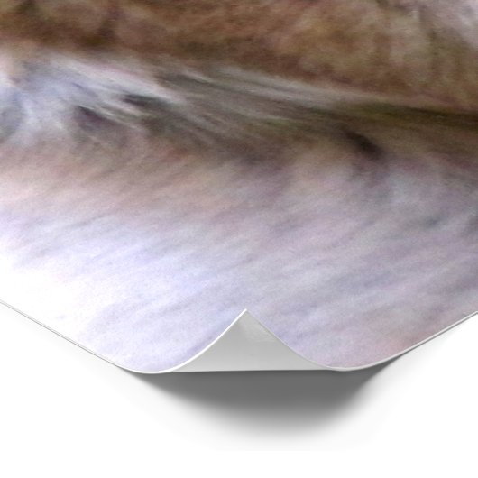 German Shepherd Poster (Ecke)