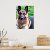 German Shepherd Poster (Küche)