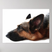 German Shepherd Poster (Vorne)
