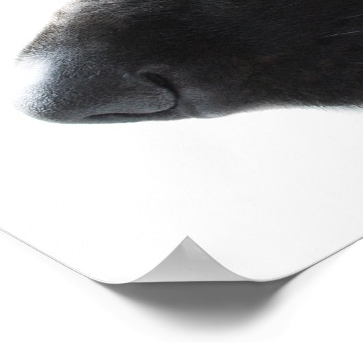 German Shepherd Poster (Ecke)