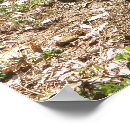 German Shepherd Poster (Ecke)