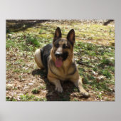 German Shepherd Poster (Vorne)