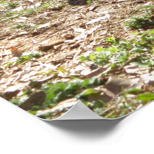 German Shepherd Poster (Ecke)