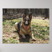 German Shepherd Poster (Vorne)