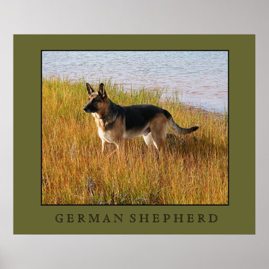 German Shepherd Print Poster (Vorne)