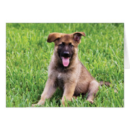 German Shepherd Puppy