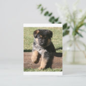 German Shepherd Puppy "Big Max" Postkarte (Stehend Vorderseite)