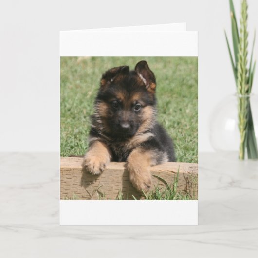 German Shepherd Puppy Karte (Vorderseite)